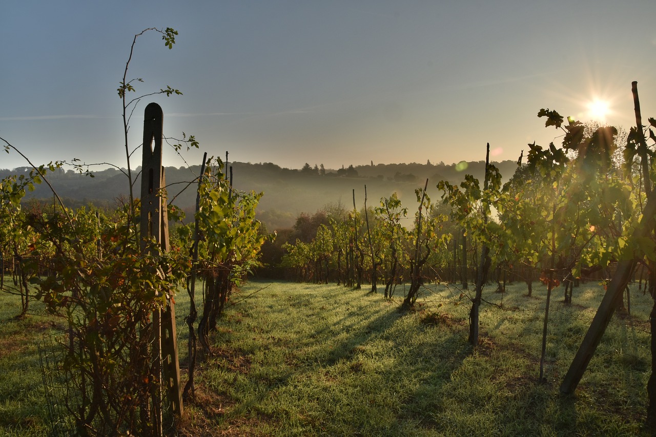wine, italy, tuscany-2853916.jpg